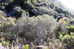 Tarchonanthus littoralis