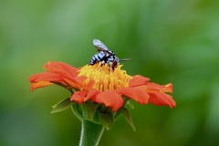 Thyreus himalayensis