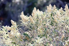 Tarchonanthus littoralis