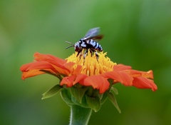 Thyreus himalayensis