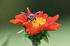 Thyreus himalayensis