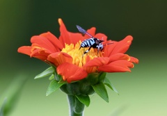 Thyreus himalayensis