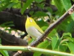 Zosterops simplex simplex