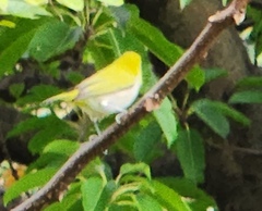 Zosterops simplex simplex