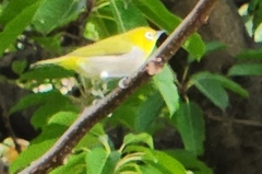 Zosterops simplex simplex