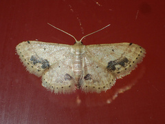Idaea chotaria