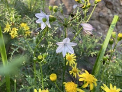 Triteleia clementina