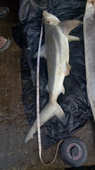 Carcharhinus limbatus