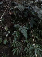 Tectaria polymorpha