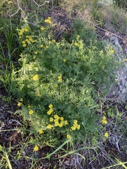 Senecio lyonii