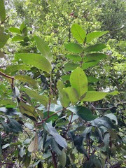 Syzygium samarangense