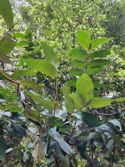 Syzygium samarangense