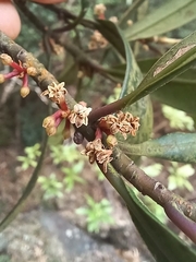 Myrsine seguinii