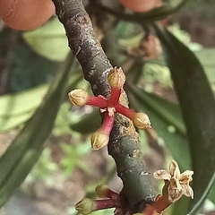 Myrsine seguinii