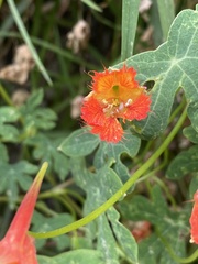 Tropaeolum smithii