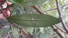 Myrsine seguinii