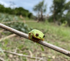 Heterixalus betsileo