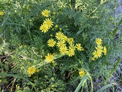 Senecio lyonii