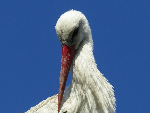 White Stork (Ciconia ciconia), photo 9