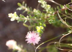 Diastella divaricata divaricata