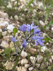 Hyacinthoides mauritanica