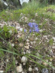 Hyacinthoides mauritanica