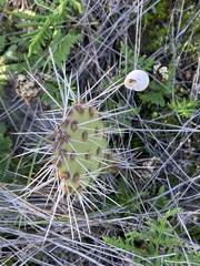 Opuntia littoralis