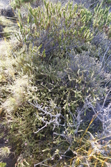 Diastella divaricata divaricata
