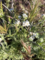 Cryptantha kinkiensis