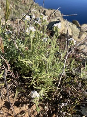 Cryptantha kinkiensis
