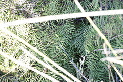 Gleichenia polypodioides