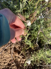 Cryptantha kinkiensis