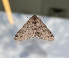 Phigalia denticulata