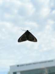 Phigalia denticulata