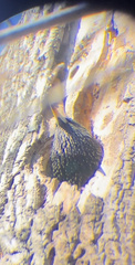 Sturnus vulgaris