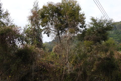 Melaleuca alternifolia