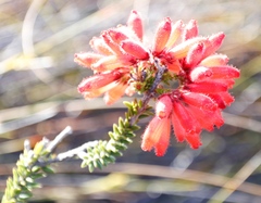Erica cerinthoides cerinthoides