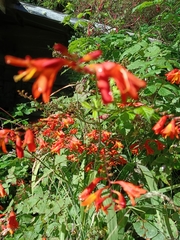 Crocosmia