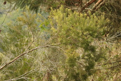 Melaleuca alternifolia