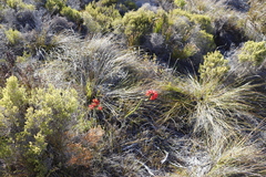 Erica cerinthoides cerinthoides