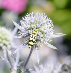 Chlorophorus varius