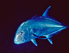 Caranx ignobilis
