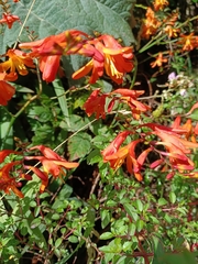 Crocosmia