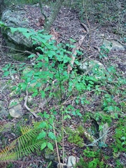 Halleria lucida