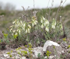 Onosma tanaitica