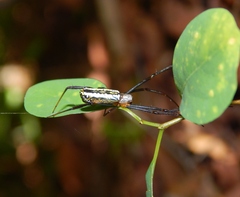 Trichonephila fenestrata