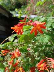 Crocosmia