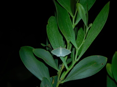 Poecilasthena pulchraria