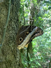 Caligo atreus
