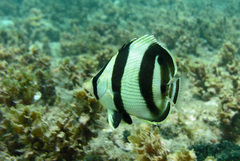 Chaetodon striatus